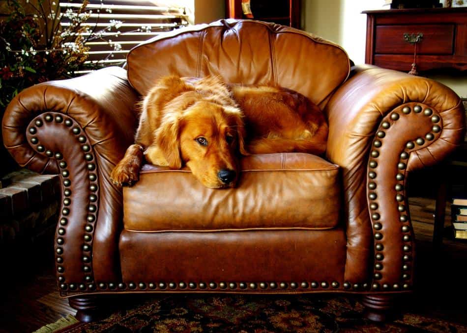Comfortable Leather Sitting Chair