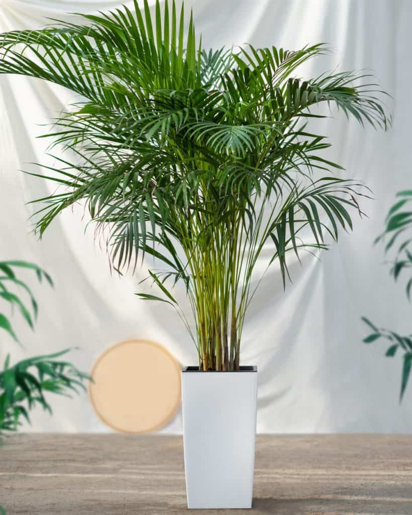 Areca Cane palm
