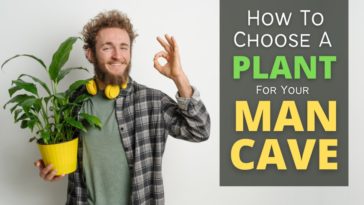 How To Choose The Best Plant For Your Man Cave